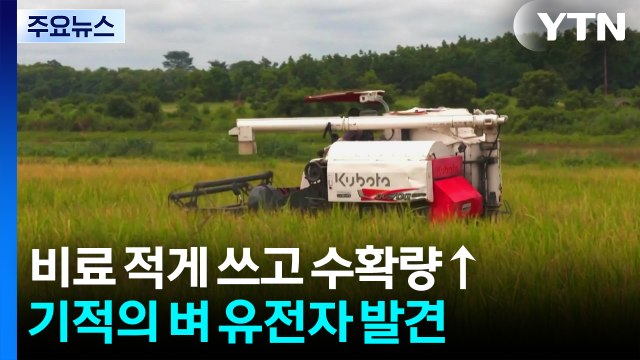비료 적게 쓰고 수확은 '쑥'...기적의 벼 유전자 발견 / YTN