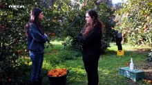 Η γη της ελιάς - S05E132