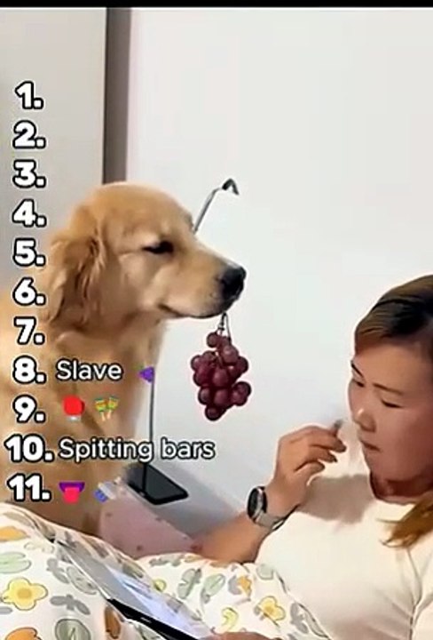 Ranking The Funniest Pet Moments