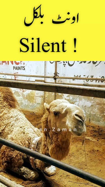 Camel Bilkul SILENT😳