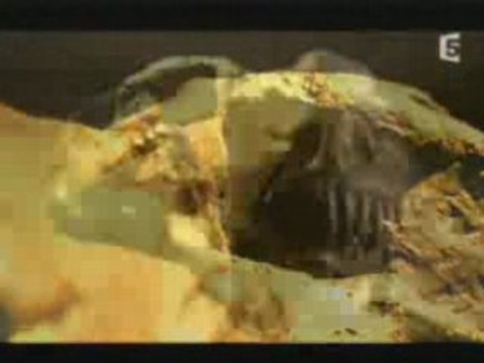 Extinction de masse extraits choisis