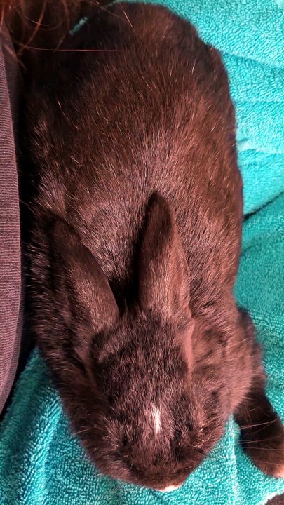 Doctor Cory tending to his unexpected patient. | #SparklegleamFarm #Bunny #Cory #farm #rabbit #farmanimals #catlife #cute