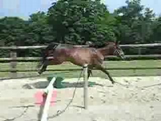 Perle : saut en liberté 1