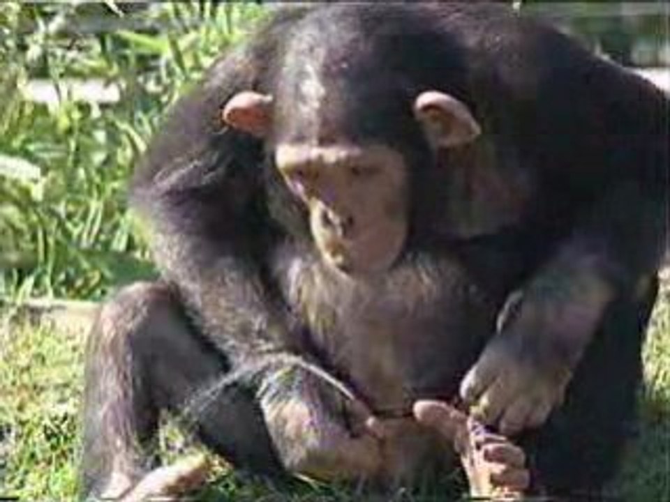 Chimpanzé