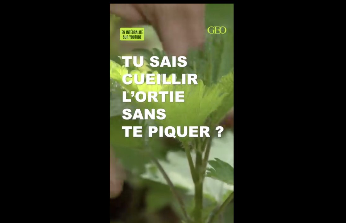 Comment manger une ortie sans se faire piquer ?