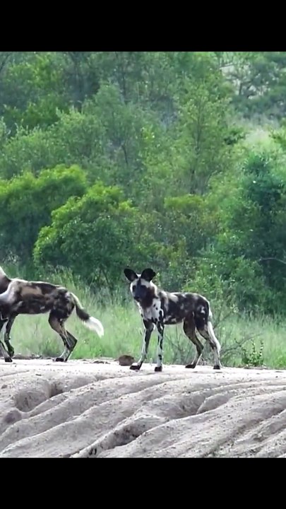 Dramatic Safari Moment Impala Swims Across River to Escape Pack of African Wild Dogs
