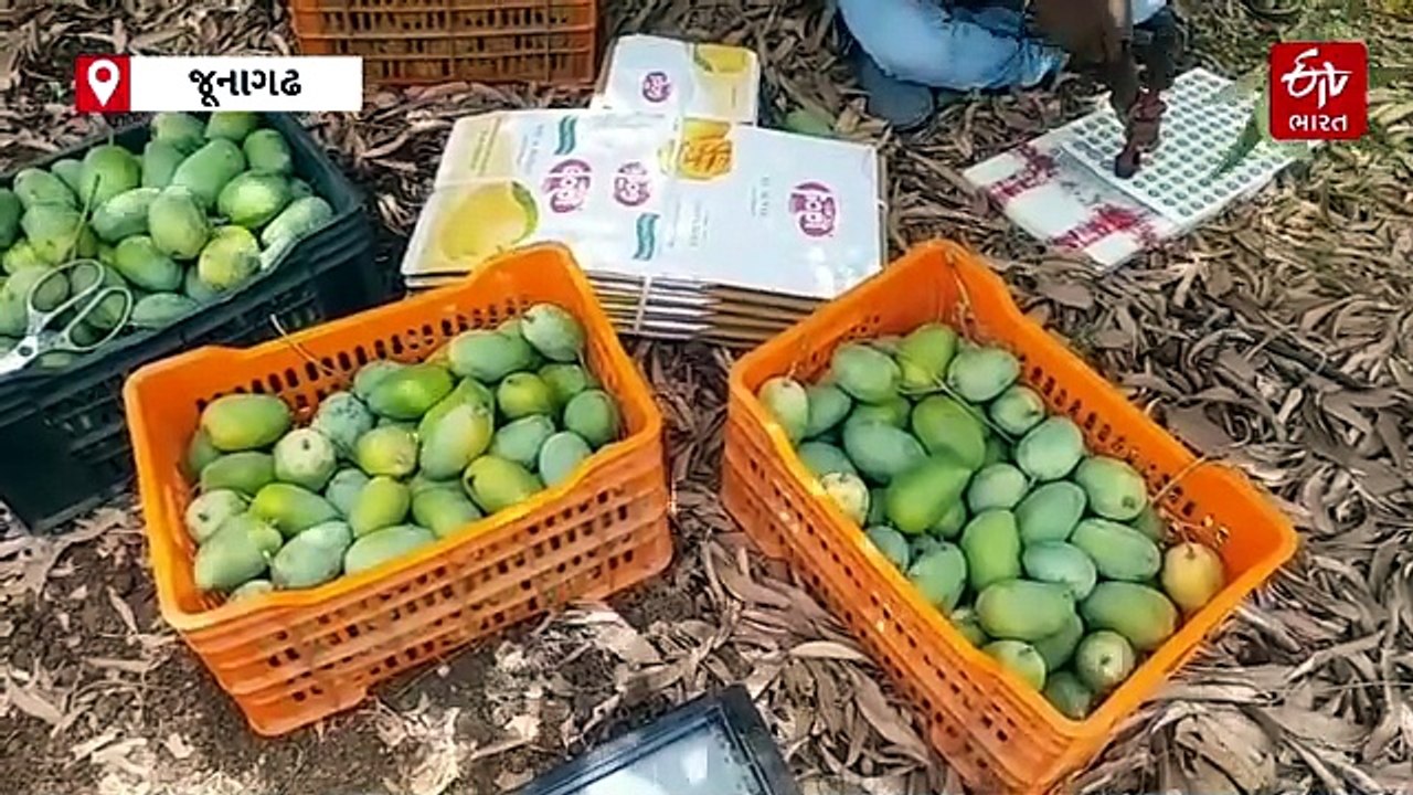 ગીરની કેસર કેરીને મળ્યો GI ટેગ, જામકા ગીરના આ ખેડૂતે કેસરની ગૌરવભરી સોડમ પ્રસરાવી