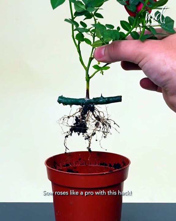 Today's daily dose of DIY!
