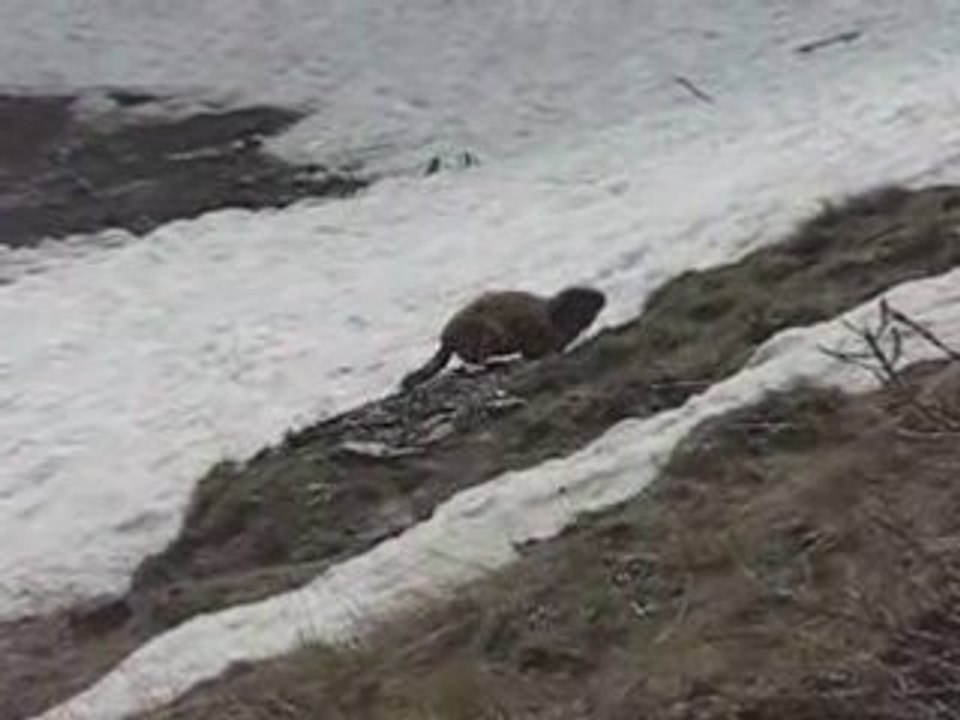 MVI_Marmotte