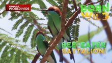 Ibon na parang sundalo kung manghuli ng pagkain?! | Born To Be Wild