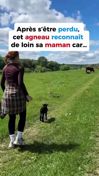 Un agneau retrouve sa maman