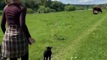 Un agneau retrouve sa maman
