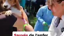 1 500 beagles sauvés