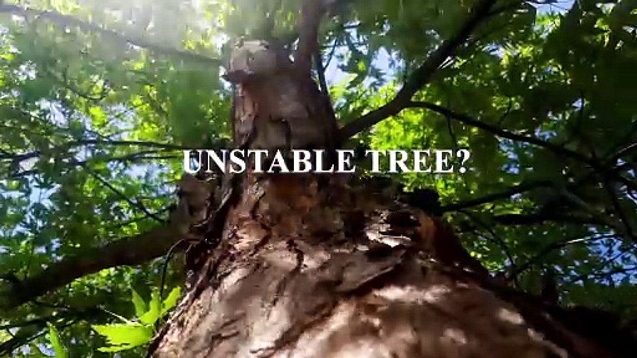 Emergency Tree Service Santa Ana