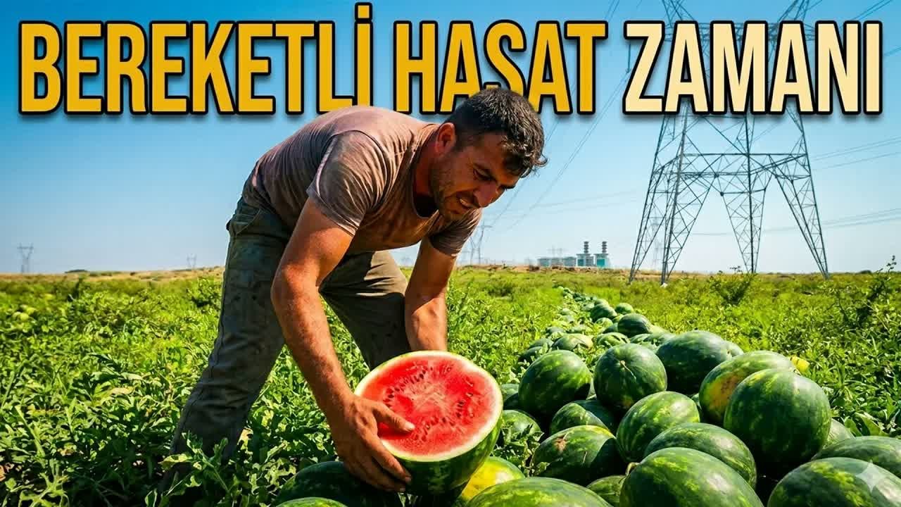 Aşırı yağışların verimi etkilediği karpuzda bereketli hasat