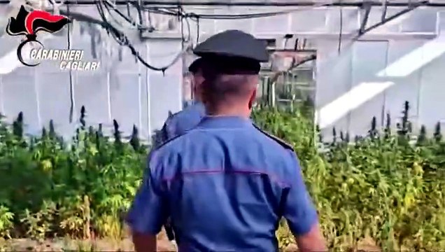 Dolianova. Scoperta una coltivazione con 10mila piante di cannabis: il video dell?operazione