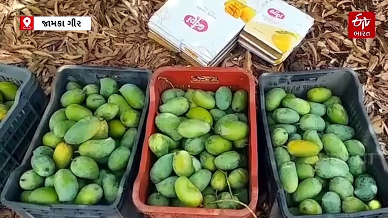 ગીરની કેસર કેરીને મળ્યો GI ટેગ, જામકા ગીરના આ ખેડૂતે કેસરની ગૌરવભરી સોડમ પ્રસરાવી