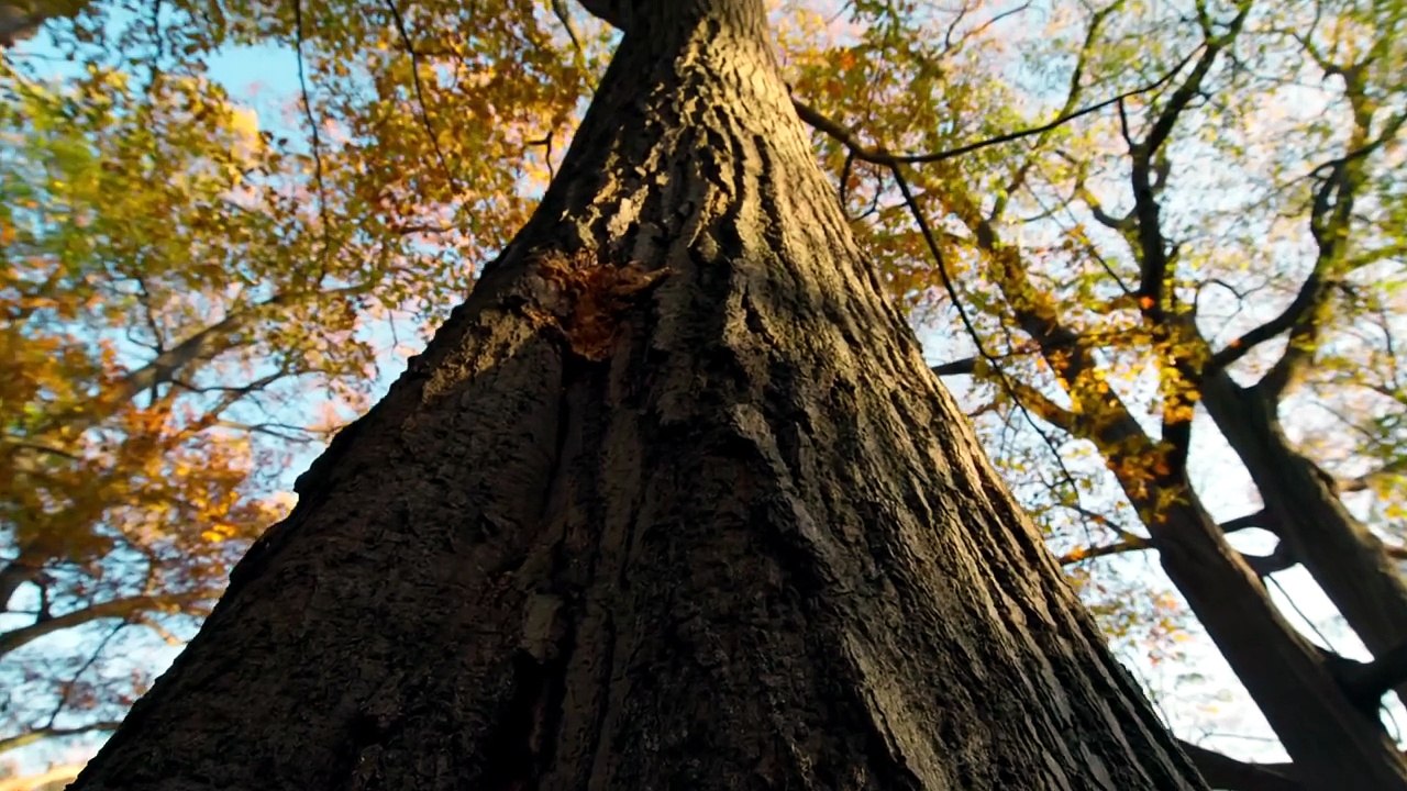 Autumn @ A Year On Planet Earth