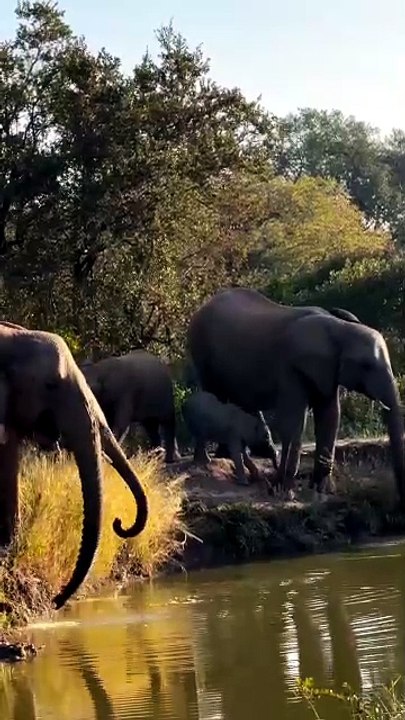 Elephants drinking water in Hot 🔥 summer  days