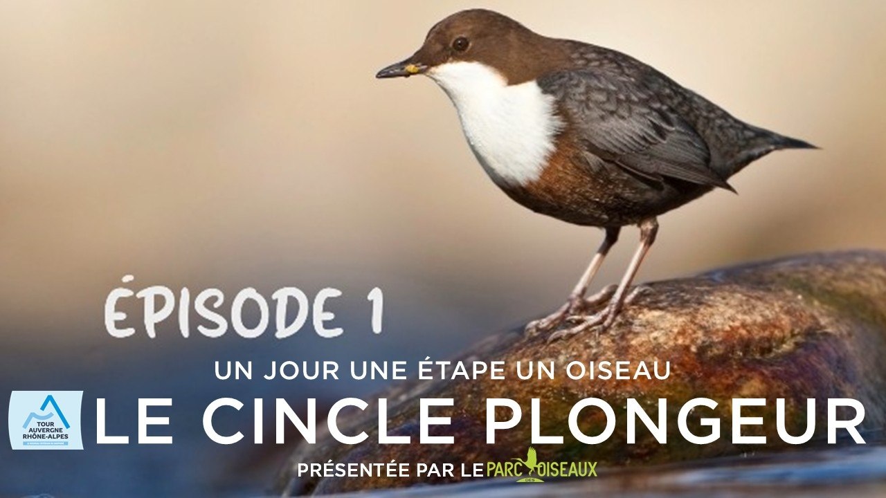 Tour Auvergne-Rhône-Alpes 2026 - Stage 1 - One Day. One Stage. One Bird
