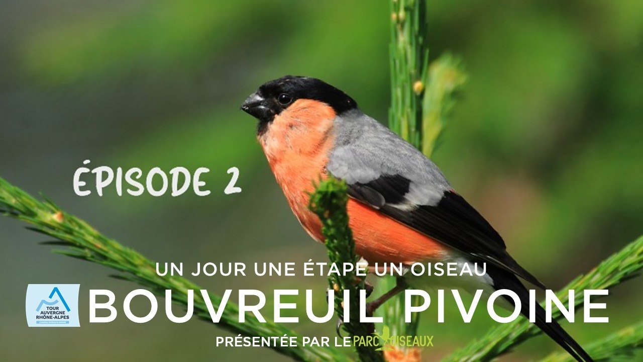 Tour Auvergne-Rhône-Alpes 2026 - Stage 2 - One Day. One Stage. One Bird