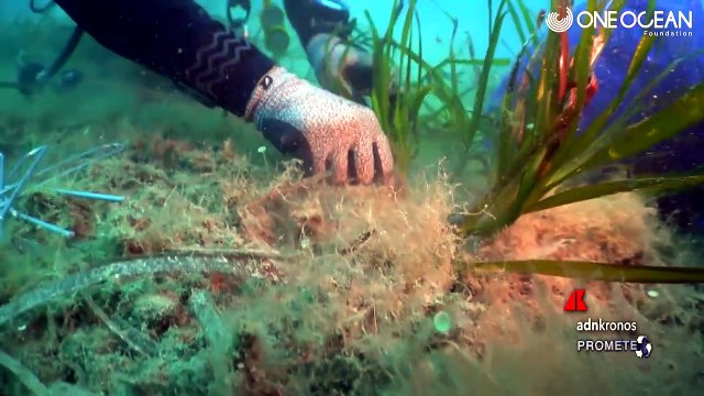 Findus rafforza il proprio impegno per mari, oceani e sostenibilità ittica con importanti novità