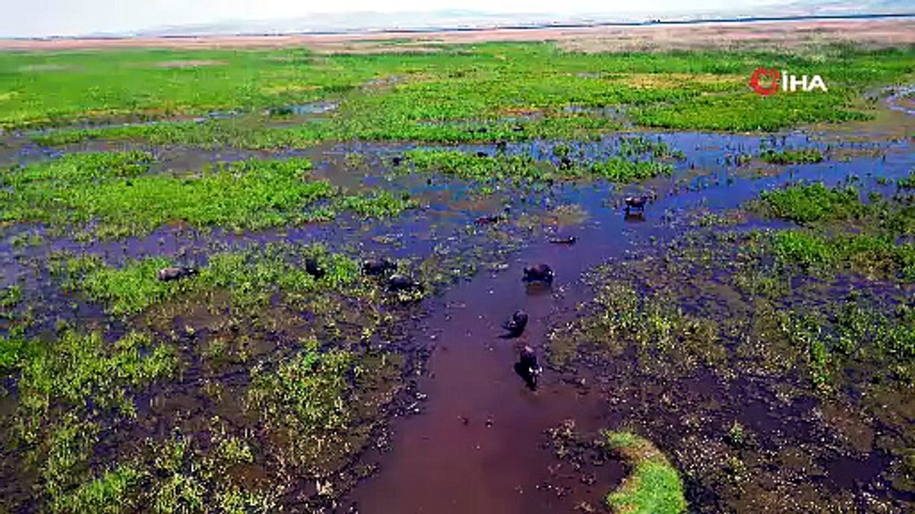 Mandalar sıcaktan kaçıp Eber Gölü’ne girdi! Görenler Serengeti sandı