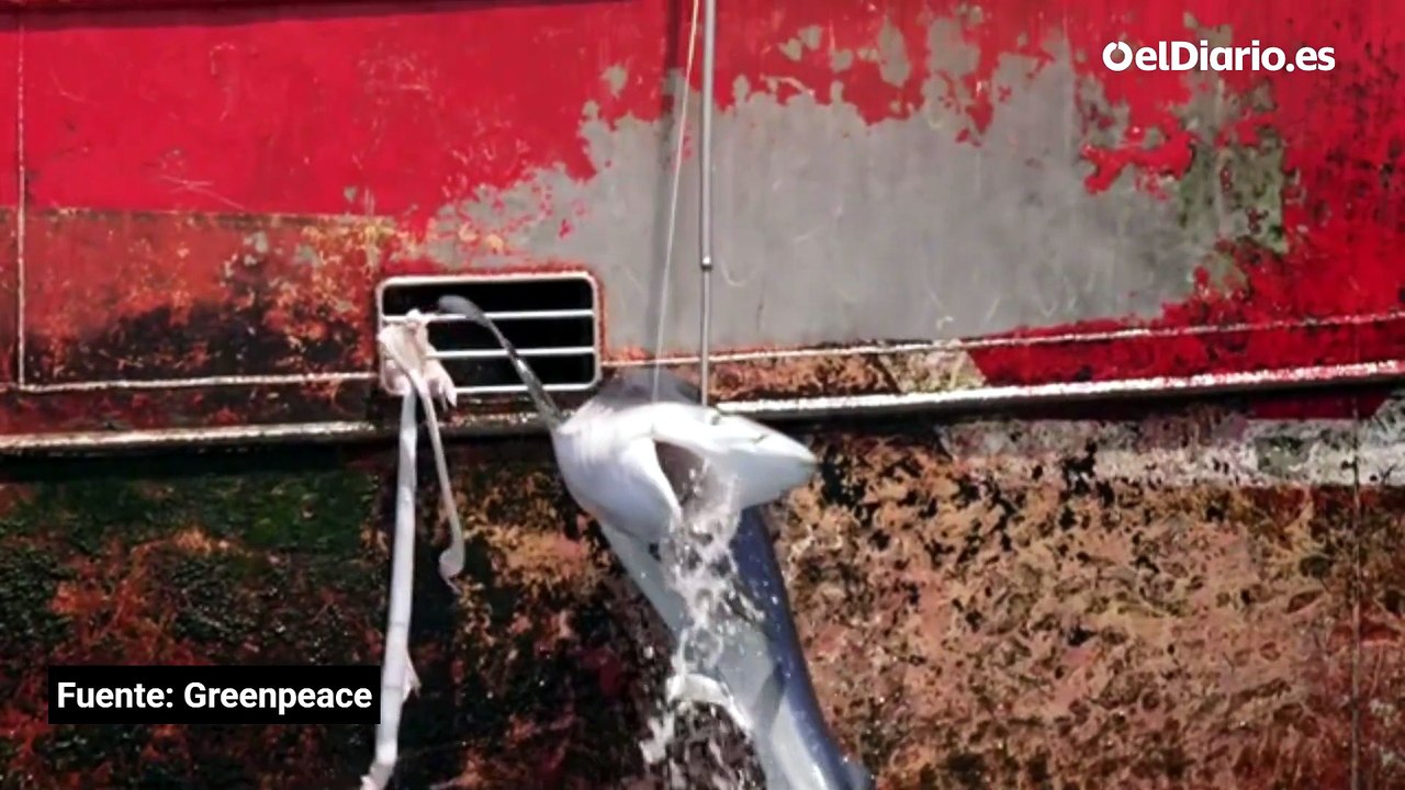 Greenpeace sorprende a un pesquero gallego capturando una especie prohibida de tiburón