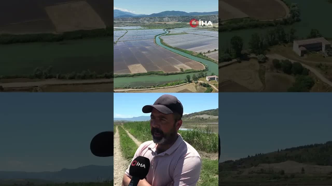 Çeltik Üreticileri Ekimde Geç Kaldı: Gözler Hasat ve Fiyatlarda