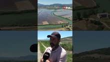 Çeltik Üreticileri Ekimde Geç Kaldı: Gözler Hasat ve Fiyatlarda