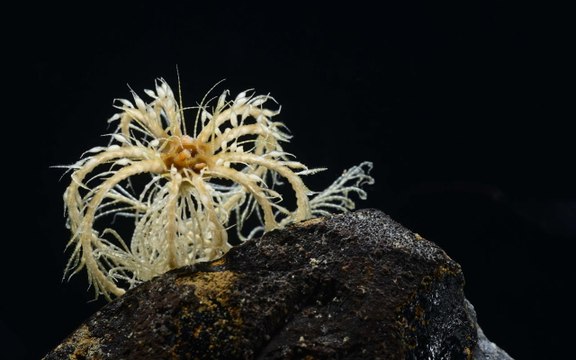 Greenpeace: scoperte nuove specie marine negli abissi dell'Artico