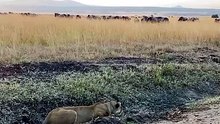 Dramatic Wildlife Encounter Stealthy Lioness Ambushes Wildebeest Herd on African Savanna