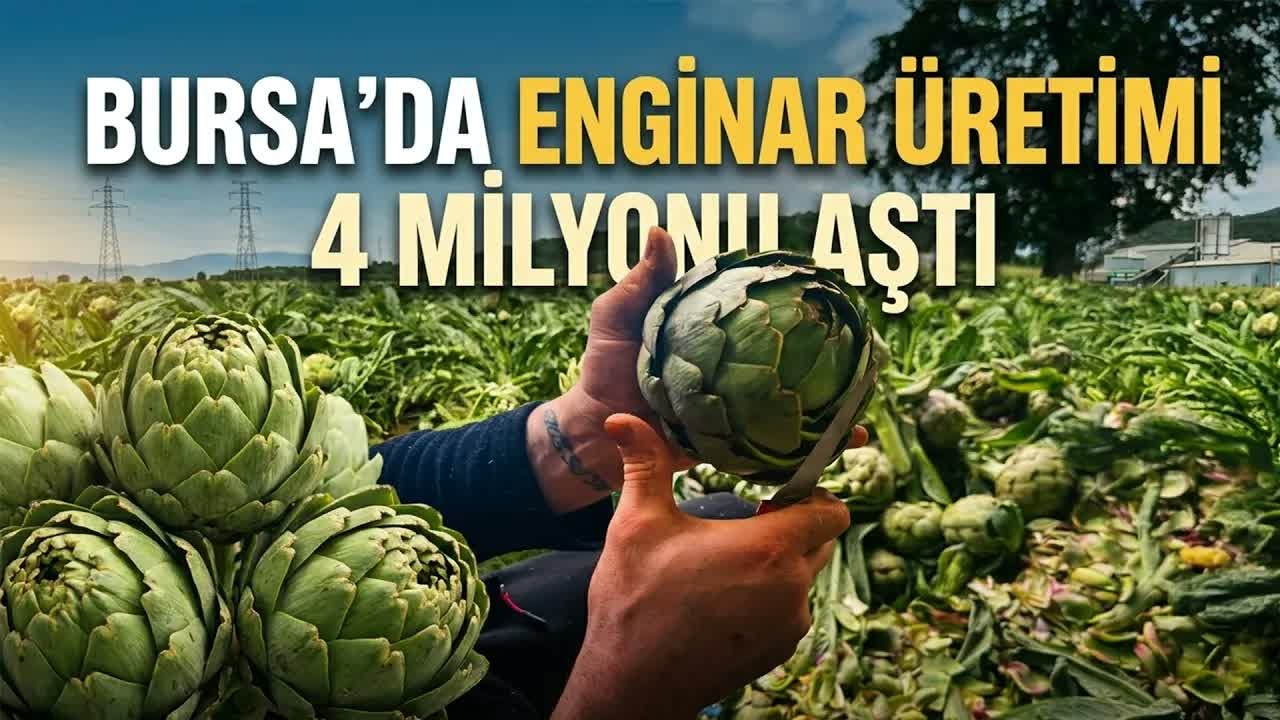 Enginar Üreticisinin Yüzü Güldü Dönüm Başına 60 Bin Liraya Kadar Gelir
