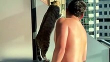Les chats sont des commères