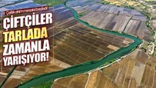 Kızılırmak’ın Bereketi Tarlalara Taşındı: Çeltik Ekimleri Başladı