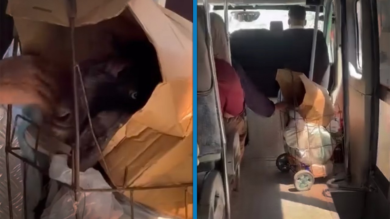Pazar arabasına koyduğu keçisiyle dolmuş yolculuğu kamerada