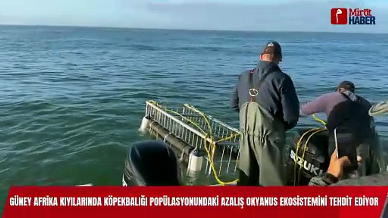 Güney Afrika Kıyılarında Köpekbalığı Popülasyonundaki Azalış Okyanus Ekosistemini Tehdit Ediyor (1)