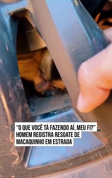 Veterinário para na estrada para salvar macaquinho e cena encanta a internet