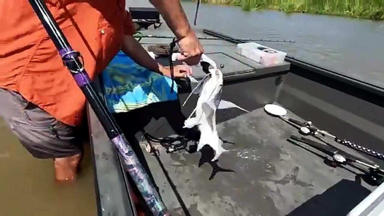We Wade Fished This River and Caught MONSTERS Shark Catch  Cook