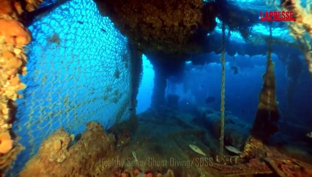 Squalo bianco in Sicilia, le rare immagini riprese da alcuni subacquei