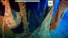 Raro tubarão-branco filmado nas águas do Mediterrâneo