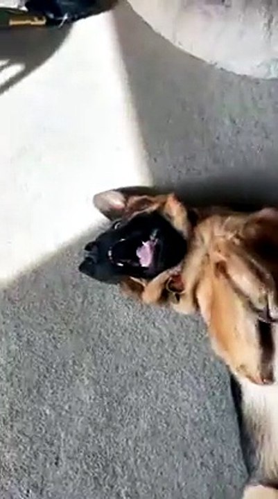 Funny German Shepherd funny dogs🤣🤣🤣🤣🤣🤣folow me plz