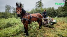 À Libin, le cheval de trait testé pour l’entretien des zones de captage