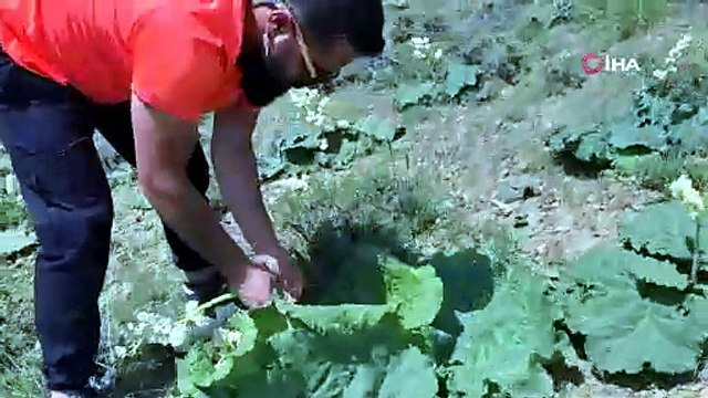 Dağlarda kendiliğinden yetişen eşsiz lezzet: Bedava toplayıp satıyorlar