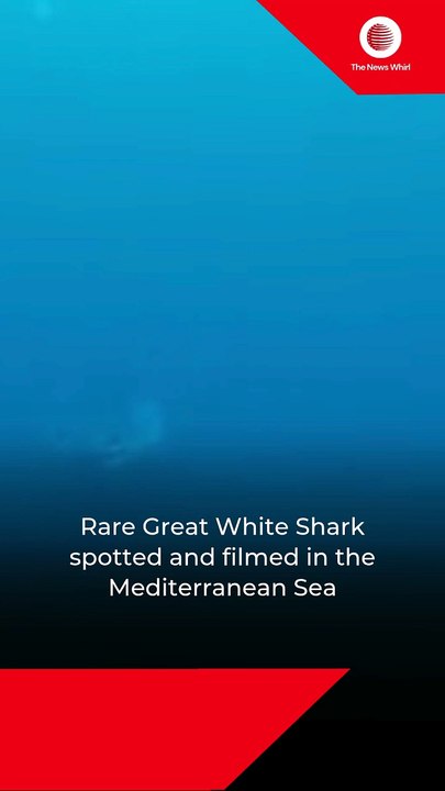 Rare Great White Shark spotted and filmed