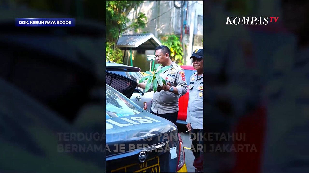 Viral! Pria Asal Jakarta, Diduga Mencuri Tanaman Dilindungi di Kebun Raya Bogor