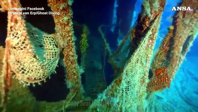 Avvistato uno squalo bianco nel Canale di Sicilia
