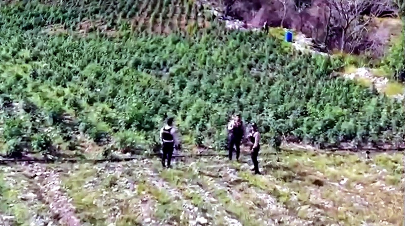 Plantación de presunta marihuana