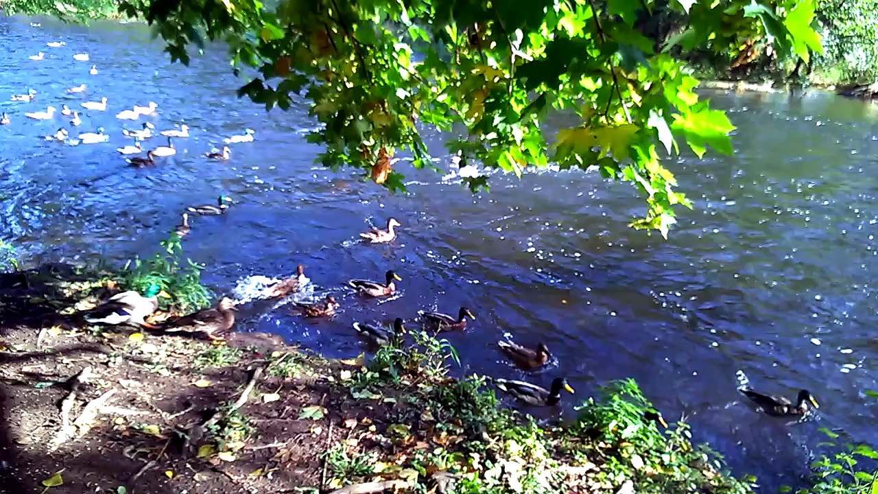 ducks - WP_20140920_011