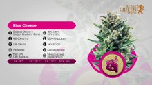 Royal Queen Seeds Strains 2015